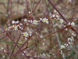 genus Polygonum