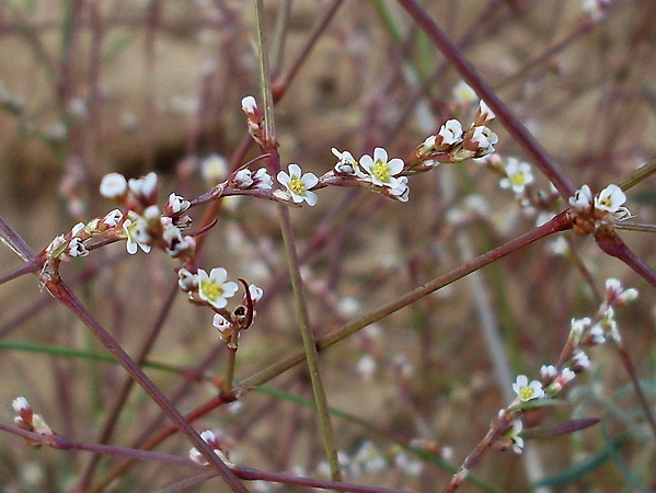 Изображение особи род Polygonum.