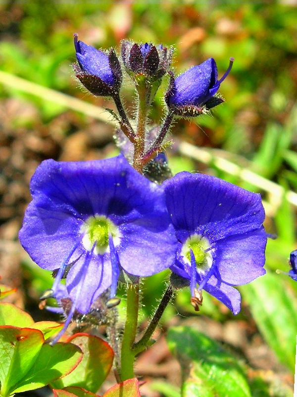 Image of Veronica grandiflora specimen.