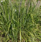 Calamagrostis brachytricha. Нижняя часть цветущего растения. Германия, г. Дюссельдорф, Ботанический сад университета. 14.08.2013.