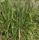 Calamagrostis brachytricha