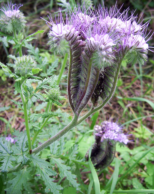 Image of Phacelia tanacetifolia specimen.