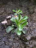 Campanula mirabilis