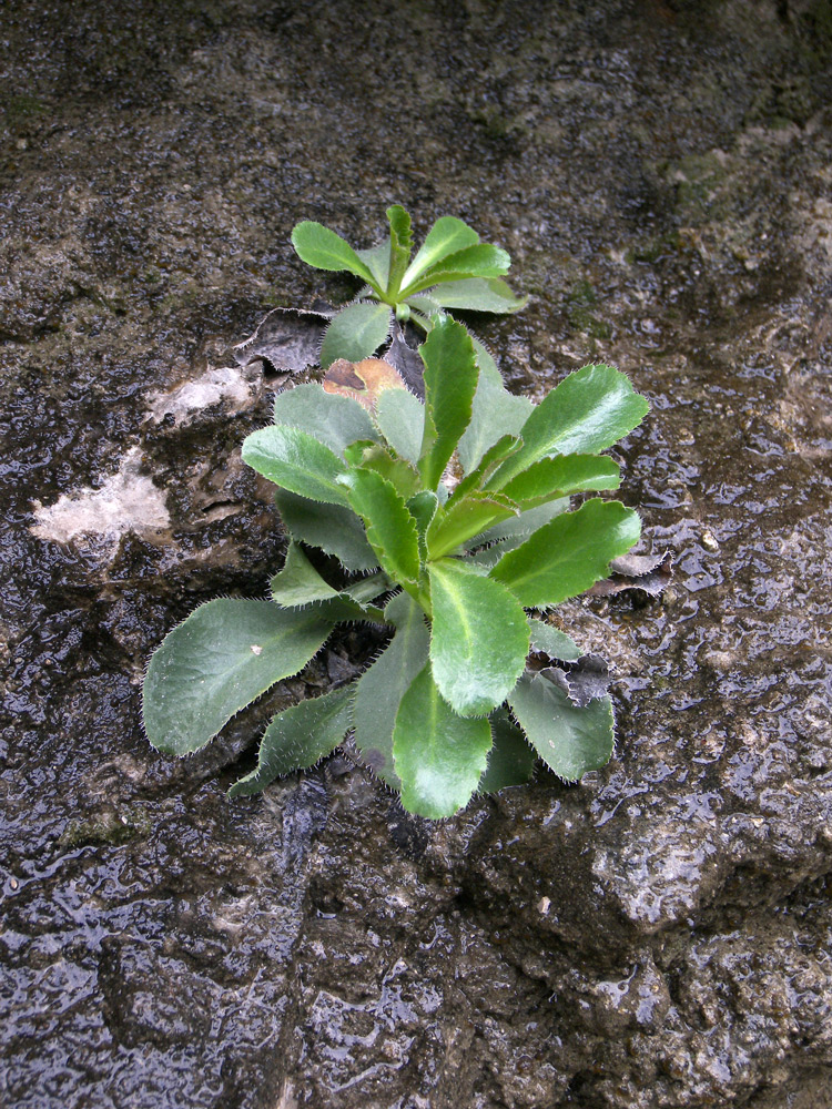 Image of Campanula mirabilis specimen.