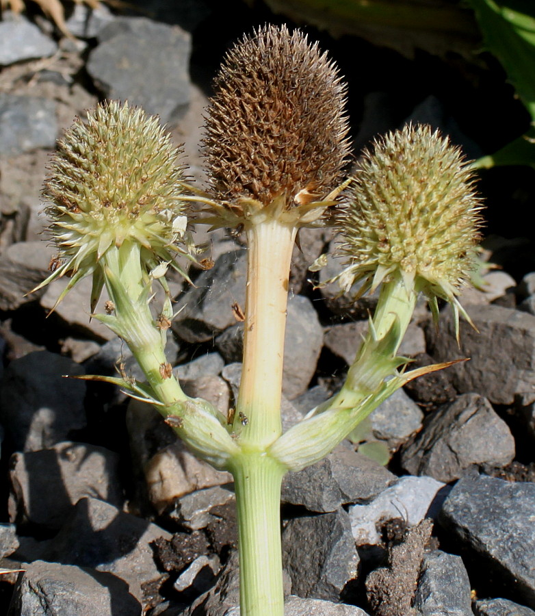Изображение особи Eryngium pandanifolium.