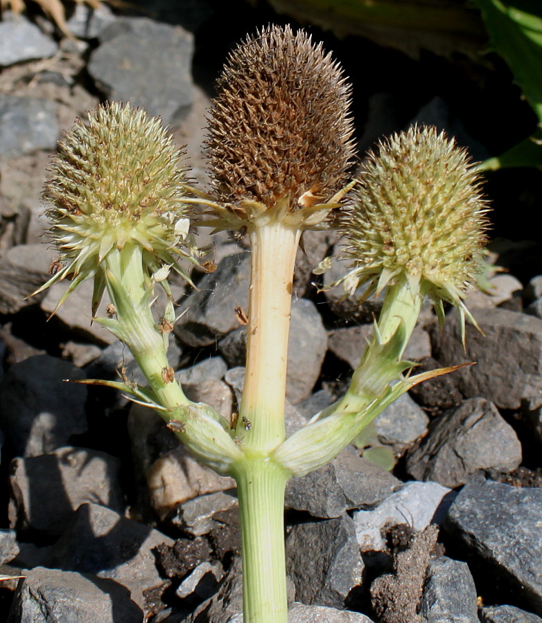Image of Eryngium pandanifolium specimen.