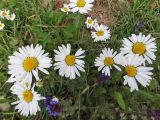 familia Asteraceae