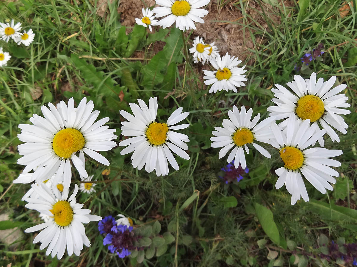 Изображение особи семейство Asteraceae.