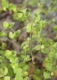 Euphorbia stricta