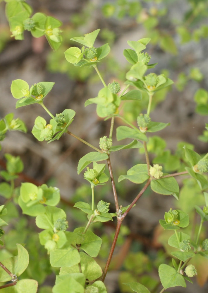 Изображение особи Euphorbia stricta.