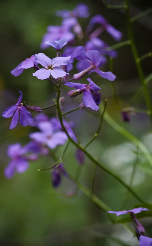 Image of Hesperis matronalis var. glabra specimen.