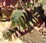 Kalanchoe fedtschenkoi