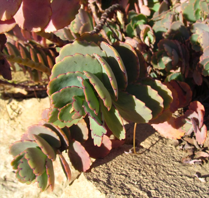 Image of Kalanchoe fedtschenkoi specimen.
