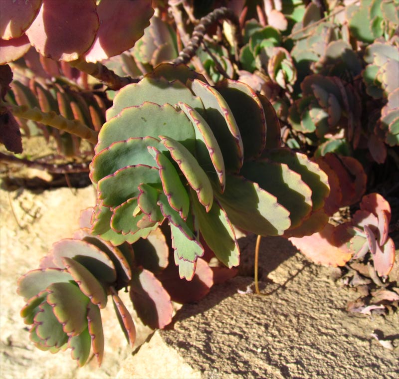 Изображение особи Kalanchoe fedtschenkoi.