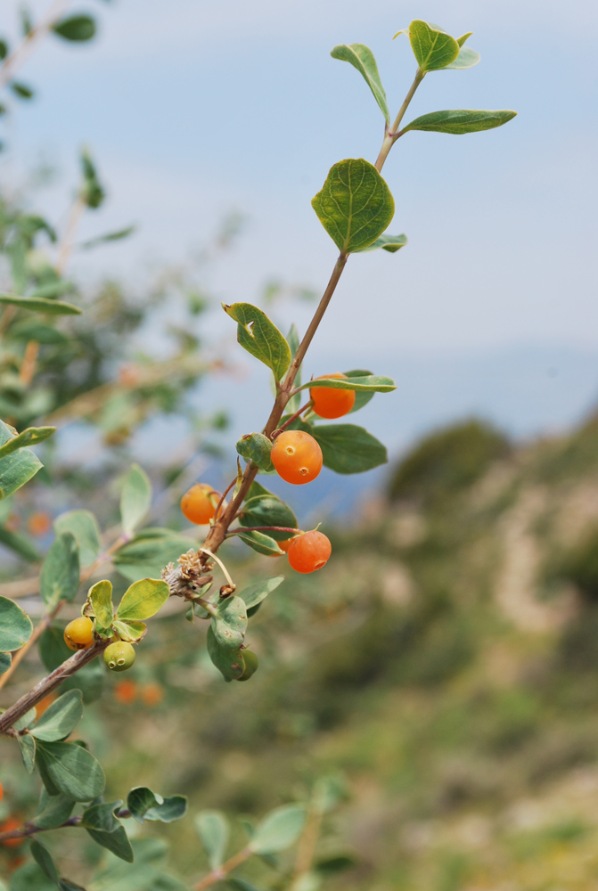 Image of Lonicera microphylla specimen.