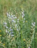 Astragalus sulcatus. Верхушка цветущего растения. Восточный Казахстан, Уланский р-н, окр.с. Украинка. 23.06.2007.