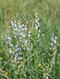 Astragalus sulcatus