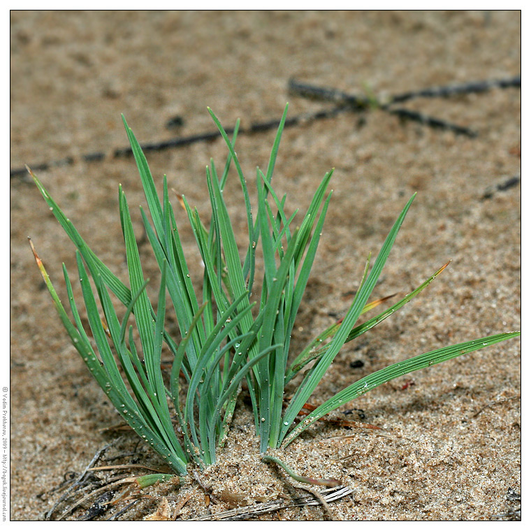 Изображение особи Koeleria glauca.