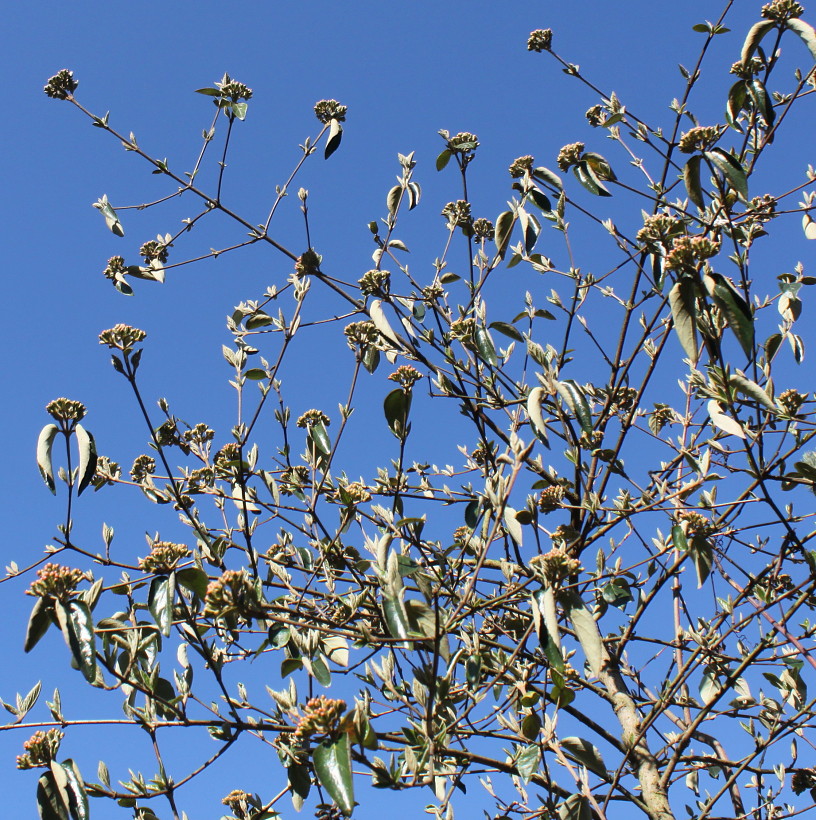 Image of Viburnum &times; burkwoodii specimen.