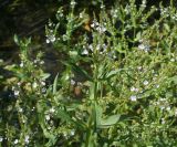 Veronica anagallis-aquatica