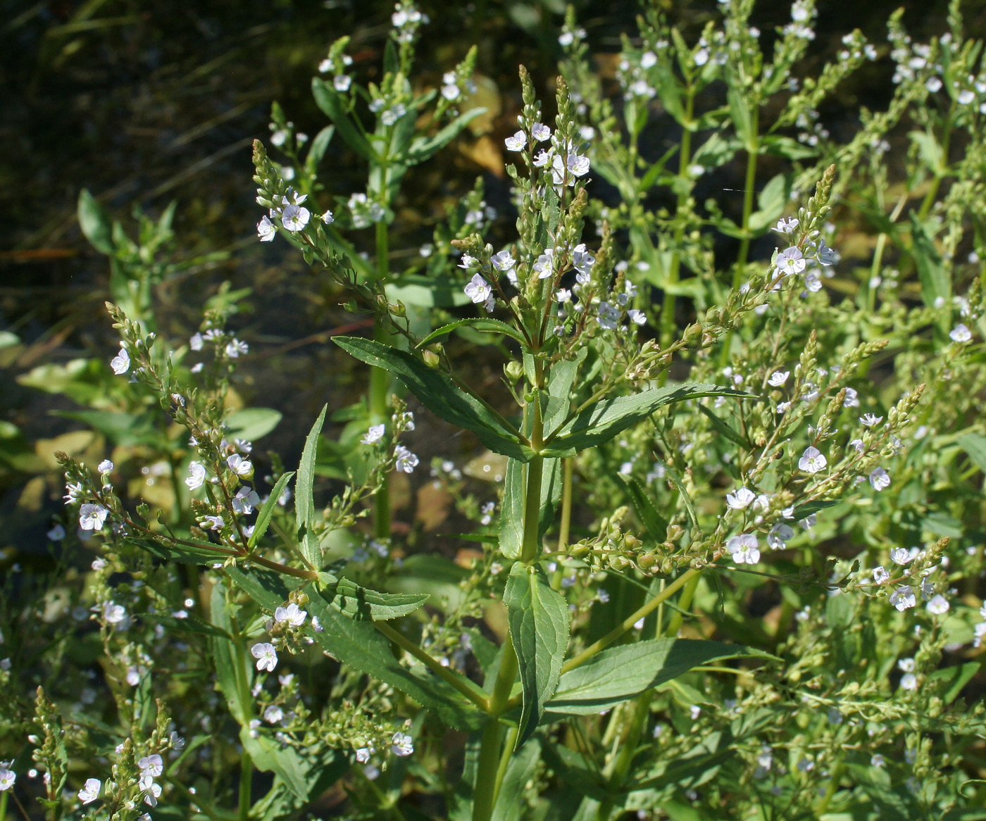 Изображение особи Veronica anagallis-aquatica.