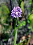 Neotinea tridentata. Соцветие. Армения, Сюник, ущелье реки Воротан. 04.05.2013.