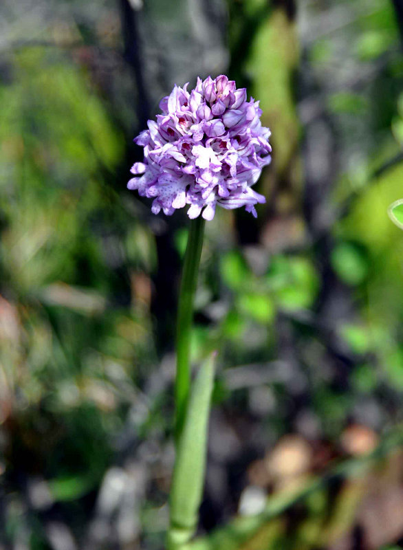 Image of Neotinea tridentata specimen.