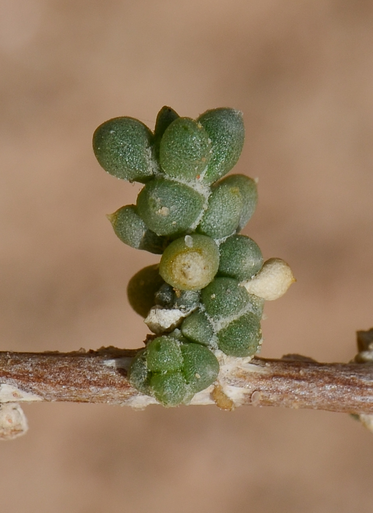 Image of Traganum nudatum specimen.