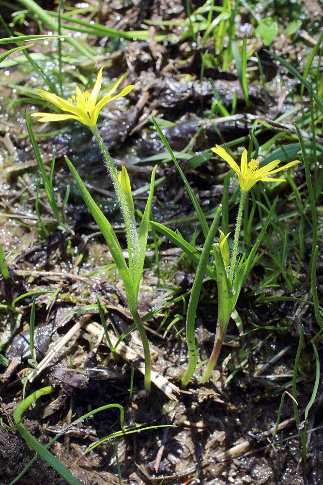 Image of Gagea liotardii specimen.