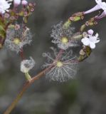 Valeriana dioscoridis