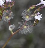 Valeriana dioscoridis. Часть соплодия с отцветающим цветком. Греция, Халкидики. 28.04.2014.