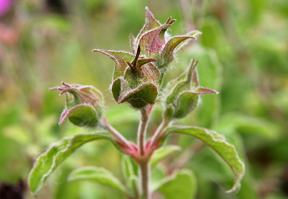 Image of Cistus creticus specimen.