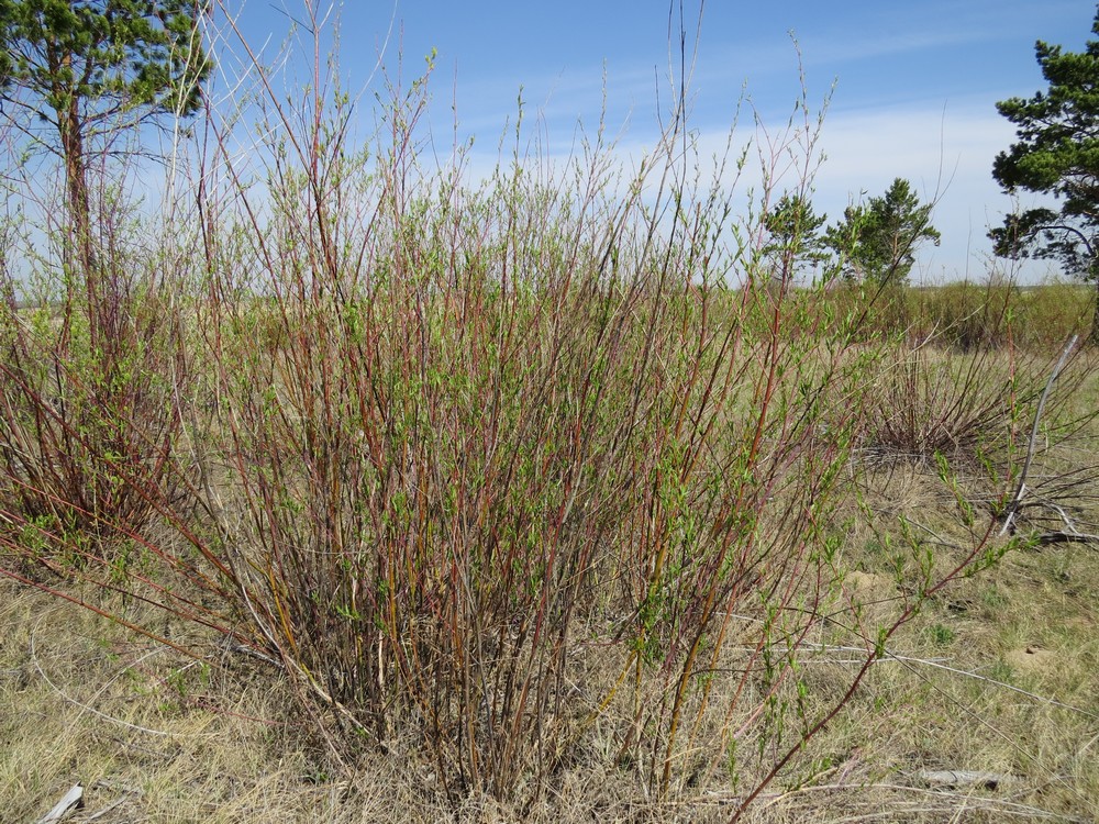 Image of Salix acutifolia specimen.