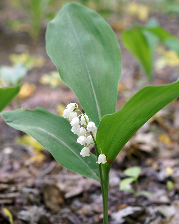 Изображение особи Convallaria majalis.