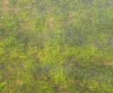 Zostera japonica