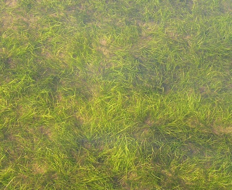 Изображение особи Zostera japonica.