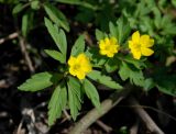 Anemone ranunculoides. Цветущие растения. Московская обл., Истринский р-н, с. Павловская Слобода. 03.05.2009.