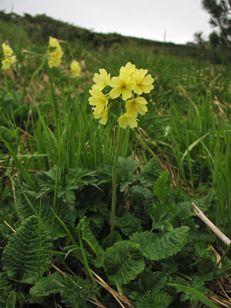 Изображение особи Primula poloninensis.