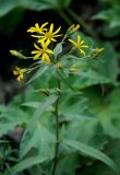 Senecio sarracenicus