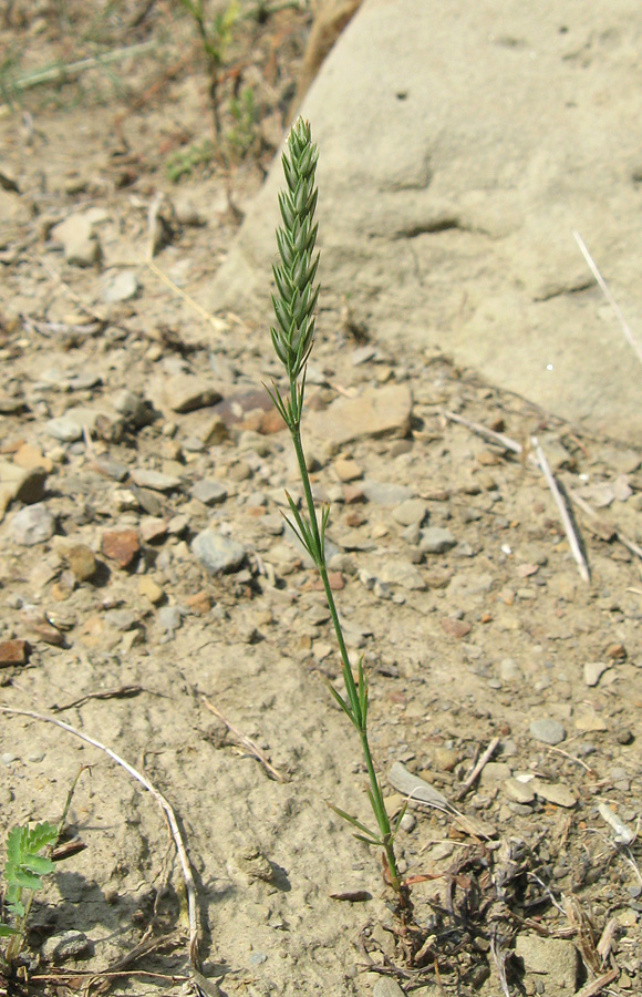 Image of Crucianella angustifolia specimen.