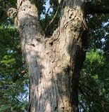 Ostrya virginiana. Верхняя часть ствола и основания двух скелетных ветвей. Германия, г. Дюссельдорф, Ботанический сад университета. 02.06.2014.