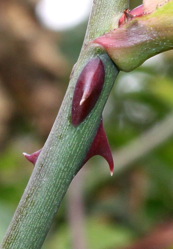 Изображение особи Rosa stylosa.