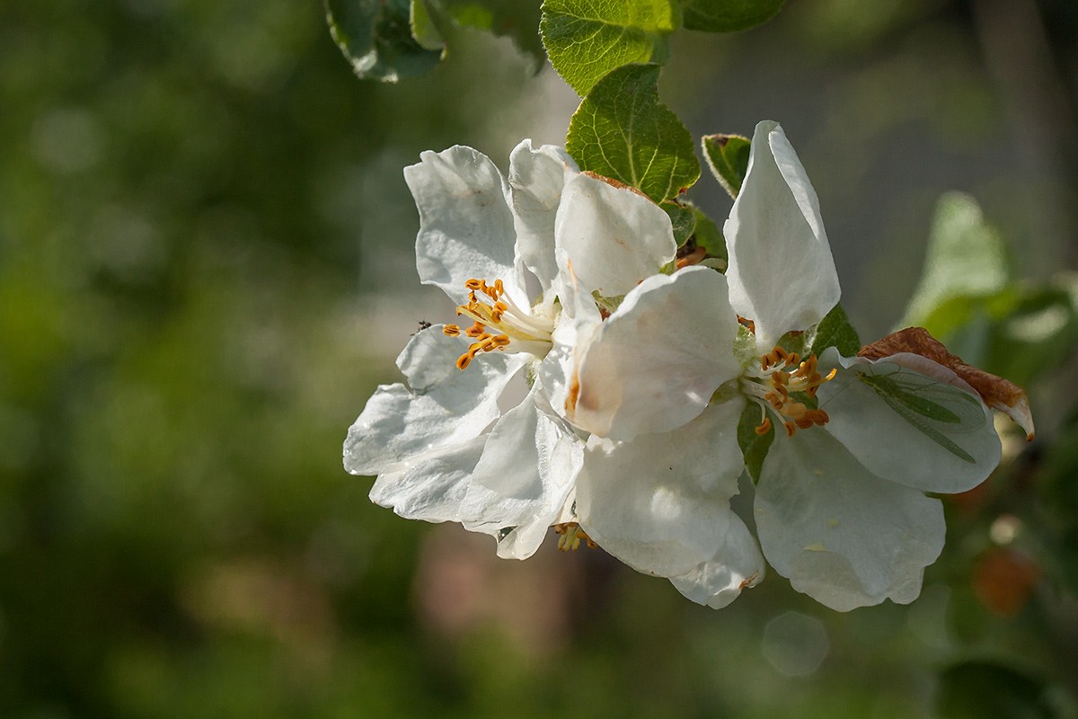 Изображение особи Malus domestica.