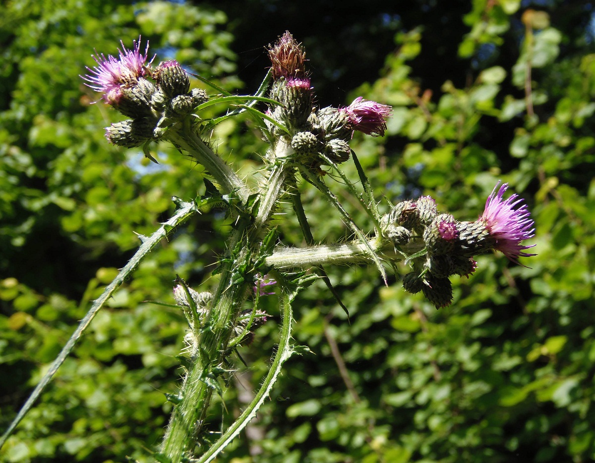 Изображение особи Cirsium palustre.