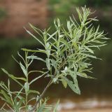 Salix viminalis. Ветвь с молодыми побегами. Ленинградская обл., пойма р. Луга у дер. Кемка. 12.06.2009.