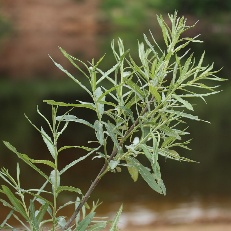 Изображение особи Salix viminalis.