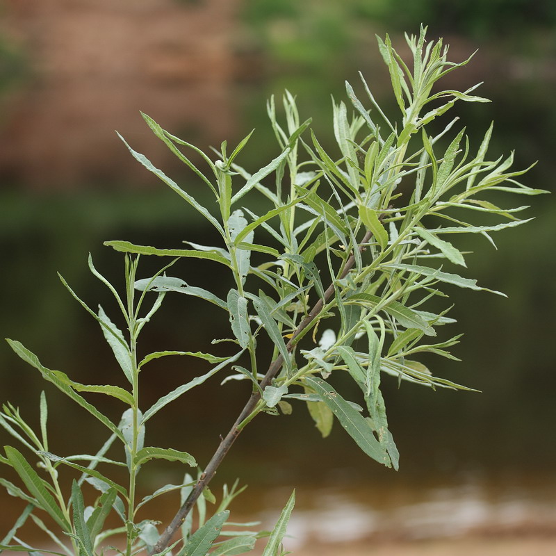 Image of Salix viminalis specimen.