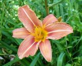 Hemerocallis × hybrida. Цветок. Ярославль, ст. Полянки, обочина дороги. 13 июля 2014 г.