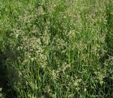 Poa angustifolia. Заросли цветущих растений. Белгородская обл., Губкинский р-н, запов. \"Белогорье\", \"Ямская степь\", луговая степь. 11 июня 2009 г.