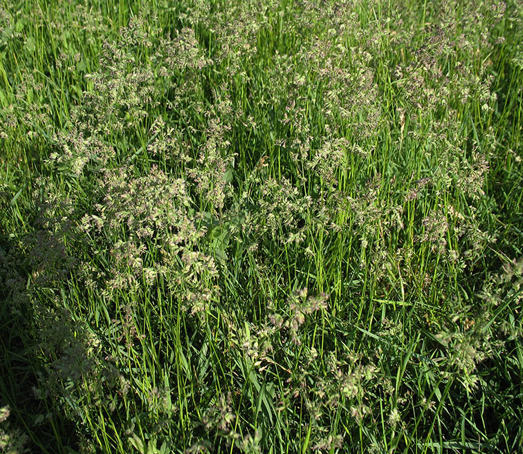 Image of Poa angustifolia specimen.